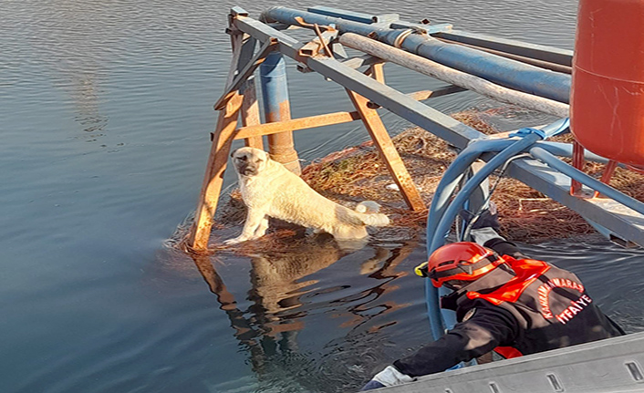 Kahramanmaraş'ta sulama göletine düşen köpek kurtarıldı