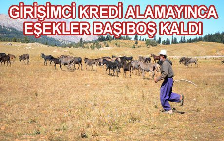 BANKADAN KREDİ ALAMADI EŞEKLER BAŞINA BELA OLDU