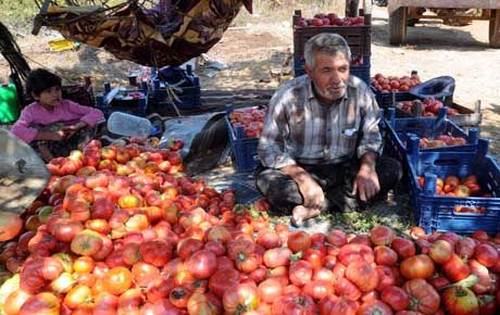  ÇİLEKTEN SONRA PEMBE DOMATESTE DE BAŞARI HİKAYESİ YAZDILAR