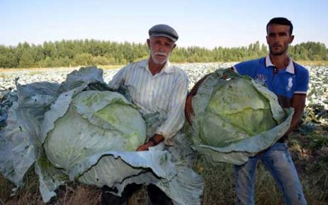  “DEV LAHANA“ ÜRETİCİSİ KAHRAMANMAŞ'TA YÜKSEK VERİM