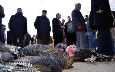 HİNDİ SATIŞLARI YÜZLERİ GÜLDÜRDÜ