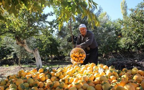 KAHRAMANMARAŞ'TA HURMA HASADI