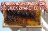 ARILARIN ÇİÇEKLERE YOLCULUĞU