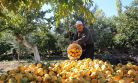 KAHRAMANMARAŞ'TA HURMA HASADI