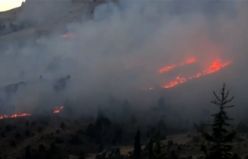 Kahramanmaraş'ta orman yangını